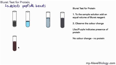 AQA AS Biology 3.1.2 - Biuret Test for Protein - www.examvault.net - YouTube