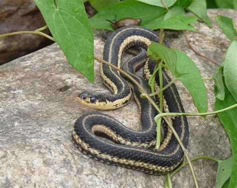 A Story From My Brother About The Danger of Garden Snakes | What about God?