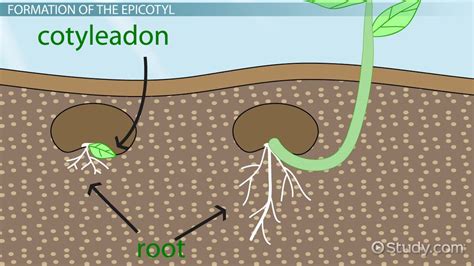 Epicotyl & Hypocotyl Definition & Function - Lesson | Study.com