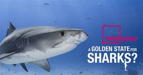 Documentary Promotion: A golden State for Sharks? | Indiegogo