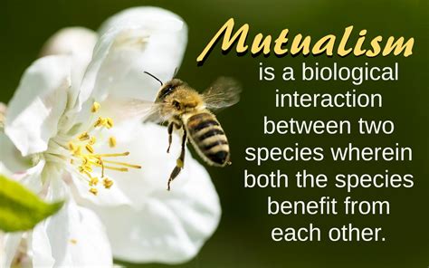 Mutualism | Definition, Types & Examples