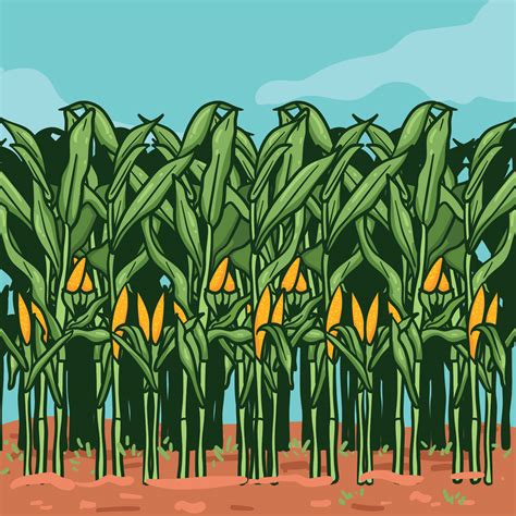 Corn Field Drawings