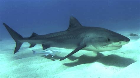 Sacrificados seis tiburones en Australia después de más ataques: "Estas aguas no son seguras ...