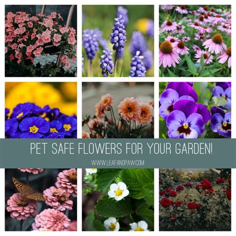 Pet Safe Flowers for Your Garden - Leaf and Paw