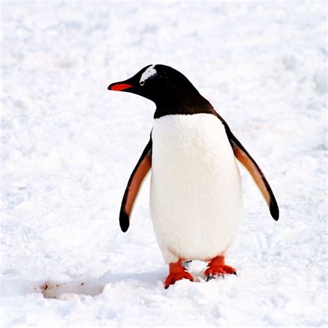 Gentoo Penguin, Antarctica - Dec'12 | Gentoo penguin, Penguins, Antarctica