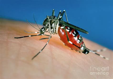 Asian Tiger Mosquito Photograph by Cdc/science Photo Library - Pixels