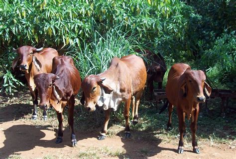 The Farmer - the organic folks: GIR COW MILK & GHEE