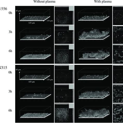 Staphylococcus aureus biofilm formed in a flow-cell condition in the ...