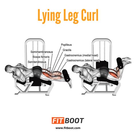 Lying Leg Curl: How To, Benefits, Muscles Worked & Variations