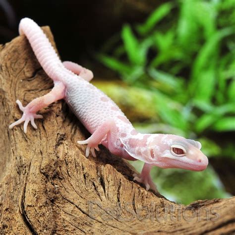 Leopard Gecko | Leopard gecko, Gecko, Leopard gecko morphs