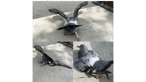 Petition · STOP POISONING PIGEONS IN NEW ORLEANS- Avitrol in French Market! - United States ...