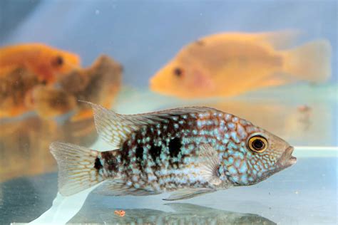 Texas Cichlid: Care Guide For A Large Freshwater Species - Aquariadise