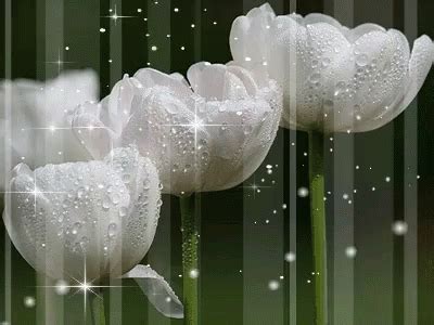 Flower Tulip GIF - Flower Tulip - Discover & Share GIFs