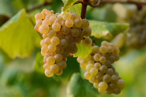 Albariño grape - Decanter