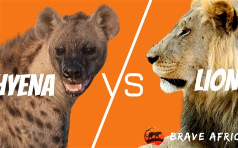 Incredible Botswana Safari Sightings: Lion VS Hyena - Brave Africa