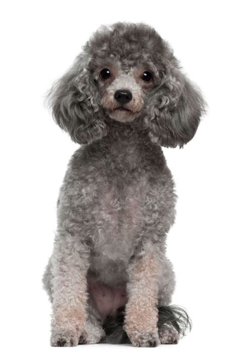 Silver/ Grey Toy Poodle wanted | London, North London | Pets4Homes in 2020 | Poodle puppy ...