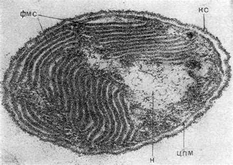 Phylum Gammaproteobacteria