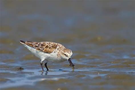 Spoon-billed Sandpiper Conservation in Bangladesh | Conservation India