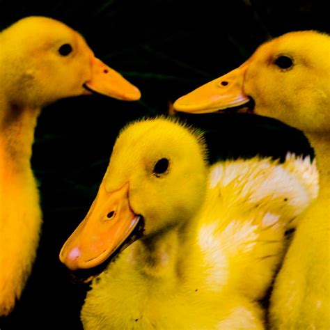 Free stock photo of cute ducks, duckling, ducks