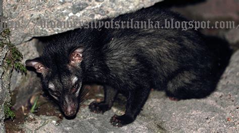 Biodiversity of Sri Lanka: උගුඩුවා/කලවැද්දා[Uguduwa/Kalawadda]/Common Palm Civet/Toddy Cat/Palm ...