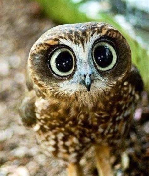 Baby owl with large cute eyes : r/aww