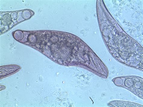 Natural Sciences Classroom: The Magical World of Protista Programs and Events Calendar