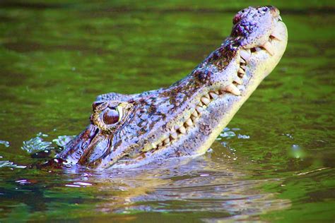 Spectacled Caiman #1 Photograph by Tom Zugschwert - Pixels