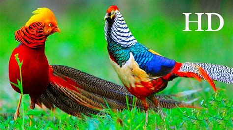 Golden Pheasant For Sale - malakuio