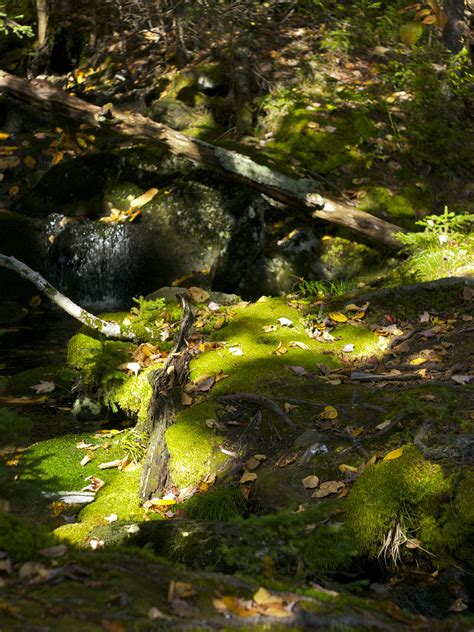 Leave-ing Monadnock State Park - NH State Parks