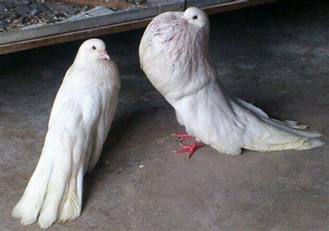 Pin on Pigeons and Pigeon Coops