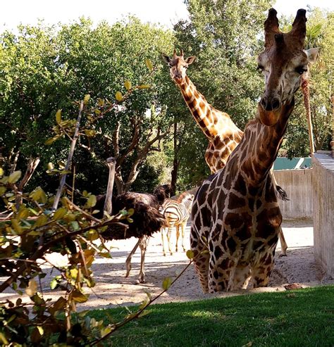 Zoo Madrid | Zoo, Animals, Madrid