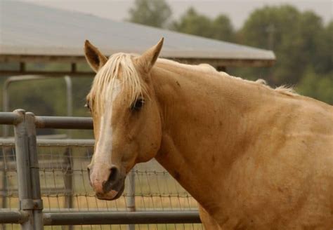 Palomino Horse Names (The Best Cool & Unique Names) – Horse FAQ’s