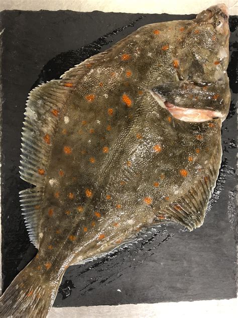 Fresh Whole Plaice (600g+) - The Fish Company Ltd