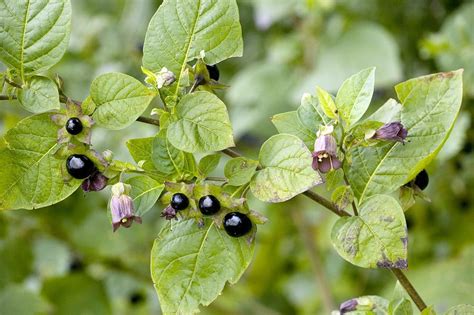 Deadly Nightshade (atropa Belladonna) Photograph by Bob Gibbons - Fine Art America