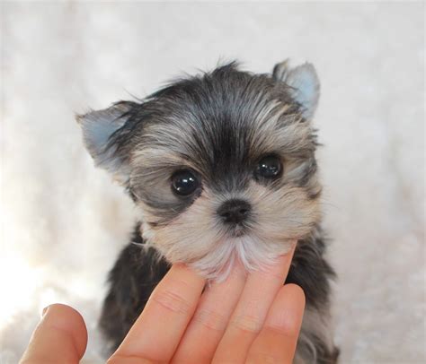 Buy Teacup Morkie Morky Puppy For sale!! - iHeartTeacups