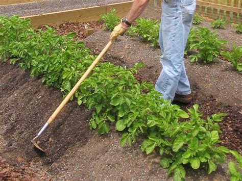 Growing Potatoes | DIY