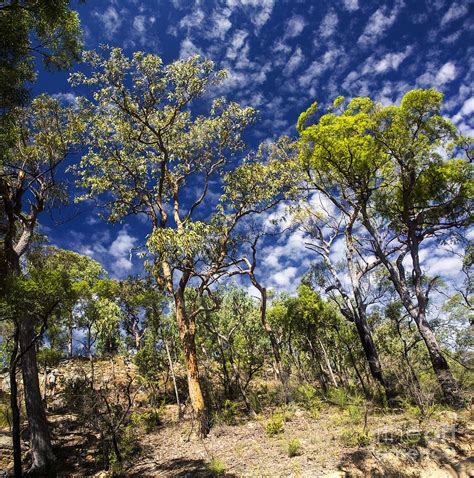 Australian Bushland Photograph by Avalon Fine Art Photography