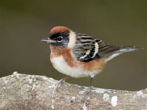 23 Warbler Species on Texas Migration Tour - The Naturalist Journeys Blog