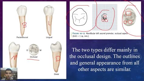 Dental anatomy at a glance, Lec 10, Mandibular second premolar - YouTube