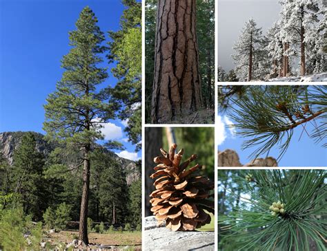 Ponderosa Pine Tree Identification