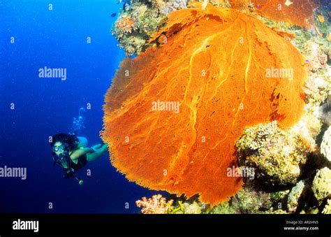 Diver, gorgonian coral, Ribbon Reefs, Great Barrier Reef Queensland ...