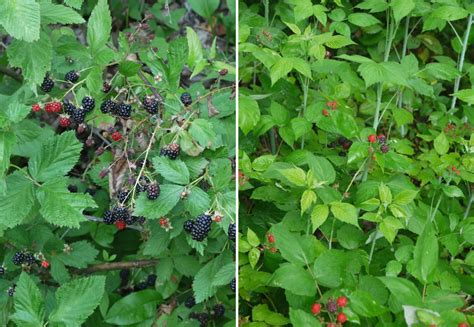 Blackberry? or black raspberry? | Identify that Plant