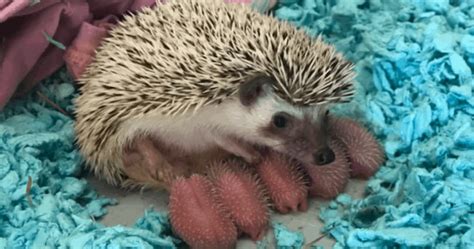 A Baby Hedgehog: From Birth to Weaned - Heavenly Hedgies