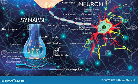 Anatomy Neuron and Synapse. Signaling in the Brain. Cells Neuron and ...