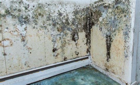 How Long Does It Take for Mold to Grow - All You Need to Know - EnviroKlenz