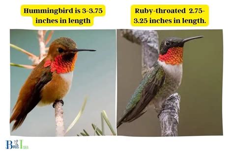 Hummingbird Size Comparison