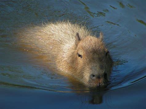 10 Animals Who Can't Swim Trying To Swim - ALLDAY