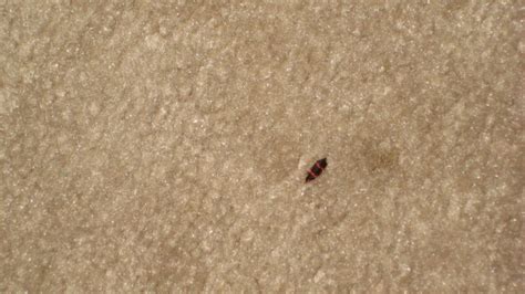 Flea Infestation Carpet - hitlasopa