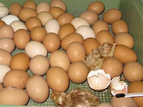 10 tips for hatching chicken egg in an incubator – The Poultry Guide