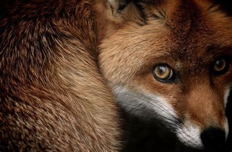 Eyes Of The Fox Pictures, Photos, and Images for Facebook, Tumblr, Pinterest, and Twitter